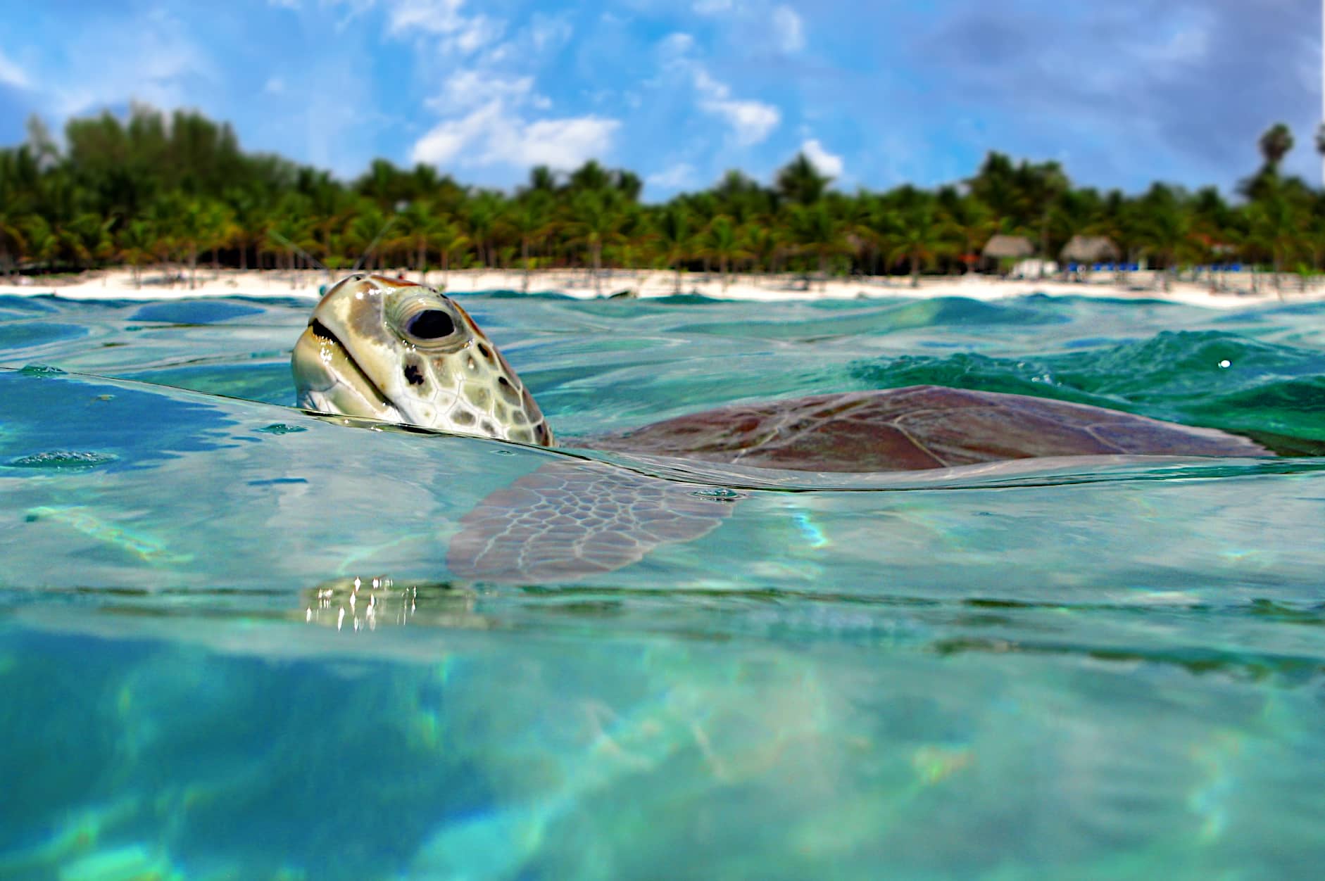 海龟在阿库马尔湾游泳。
