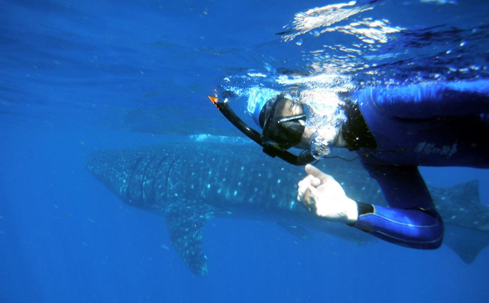 Ballena-Fin de semana-Riviera Maya