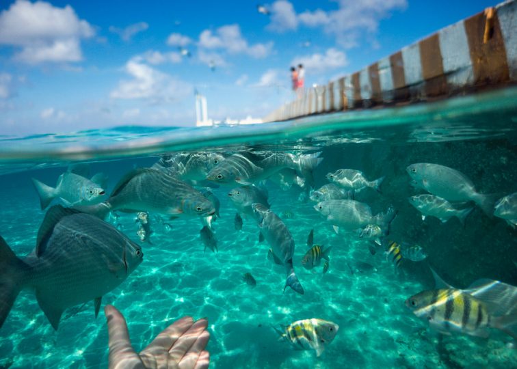 water taxi from cozumel to playa del carmen