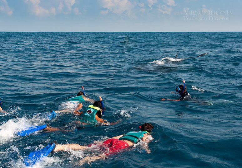 holbox-tiburon-ballena