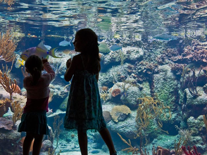 Acuario de arrecife de coral.