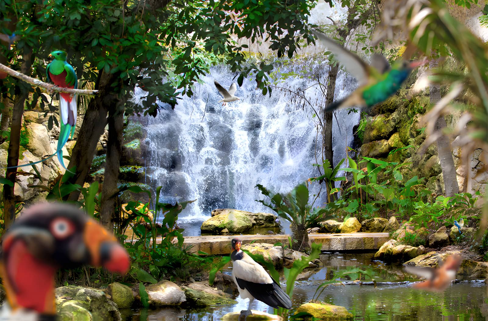 Xcaret-Voliere. Ein Wasserfall im Hintergrund mit verschiedenen Vogelarten.