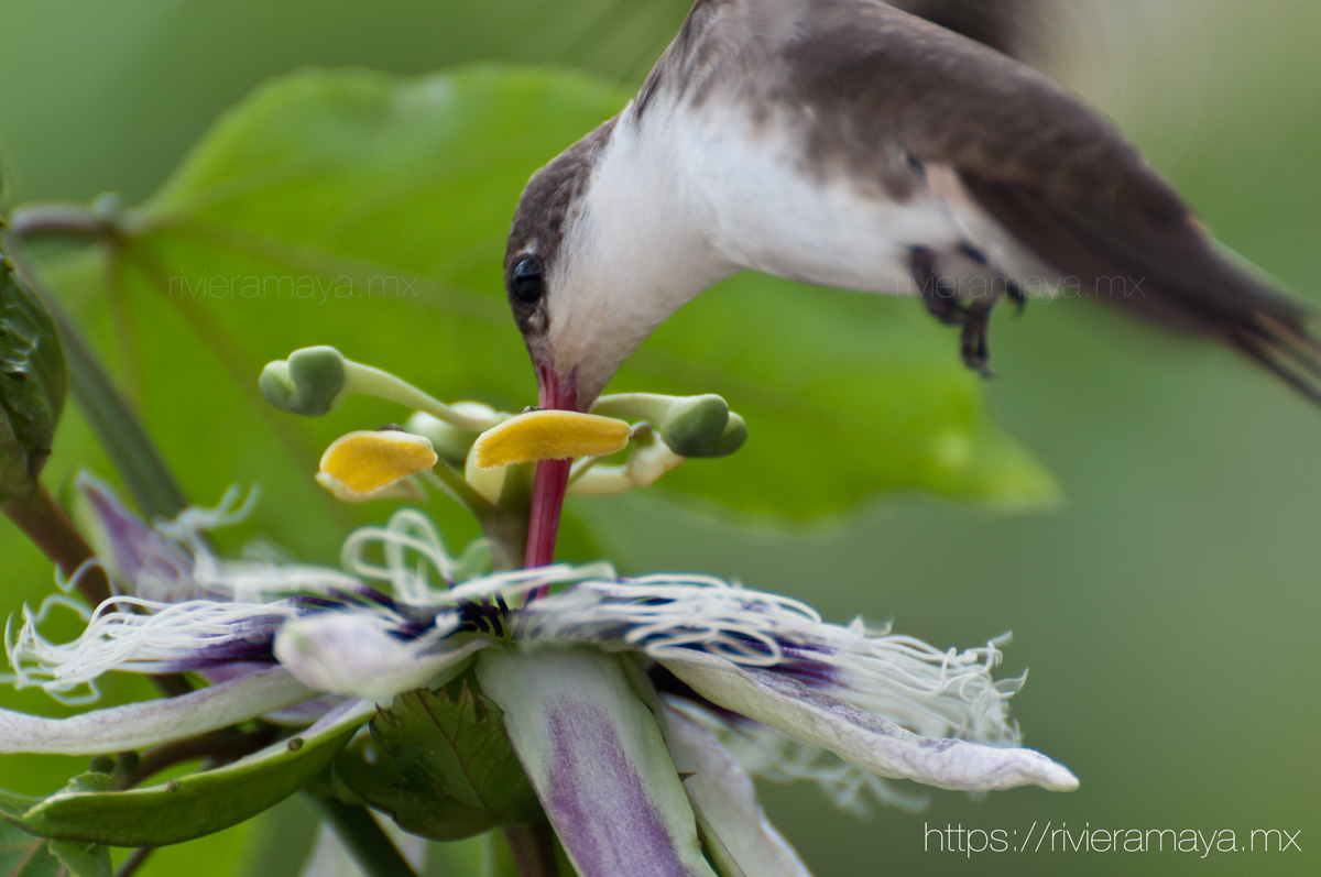Kolibri. Foto von RivieraMaya.mx