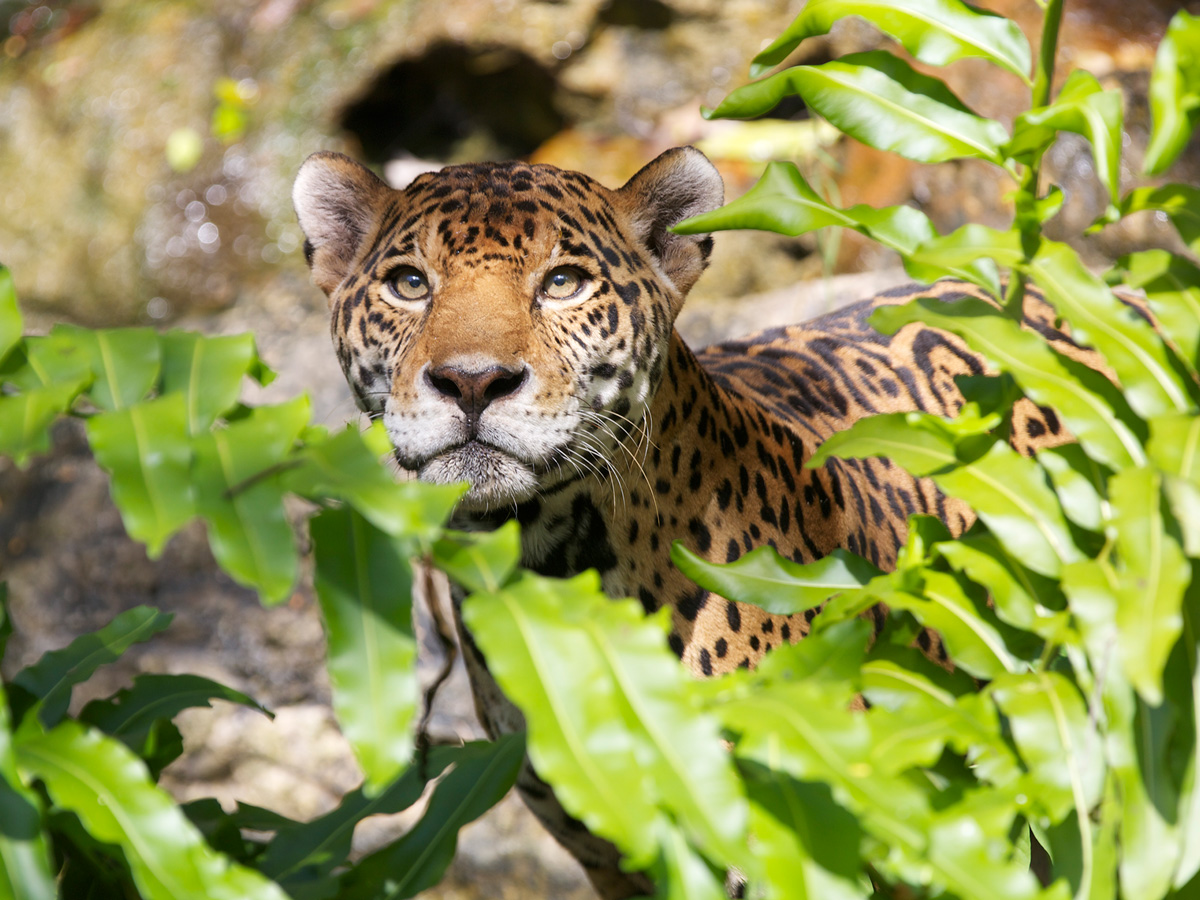 Jaguars Island.