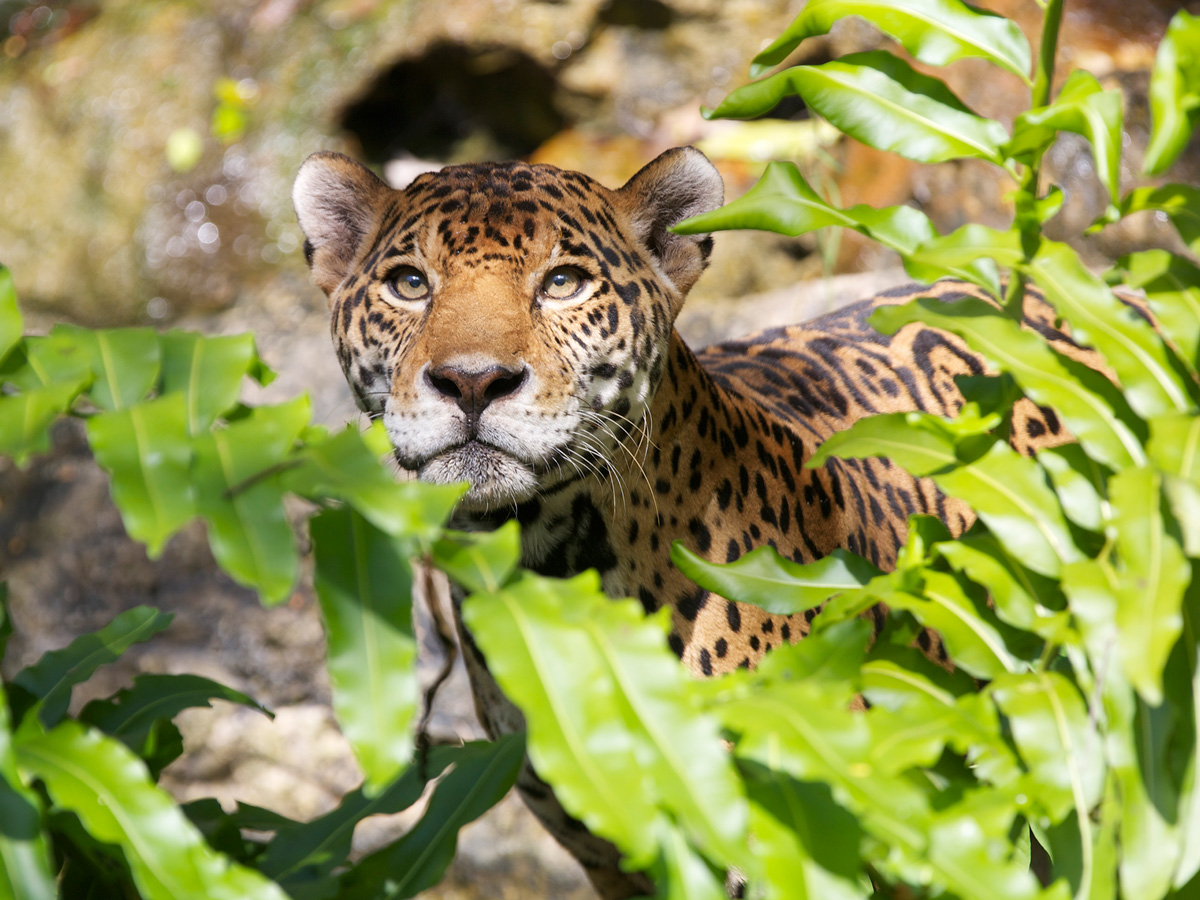 Isla de los Jaguares. 美洲豹岛