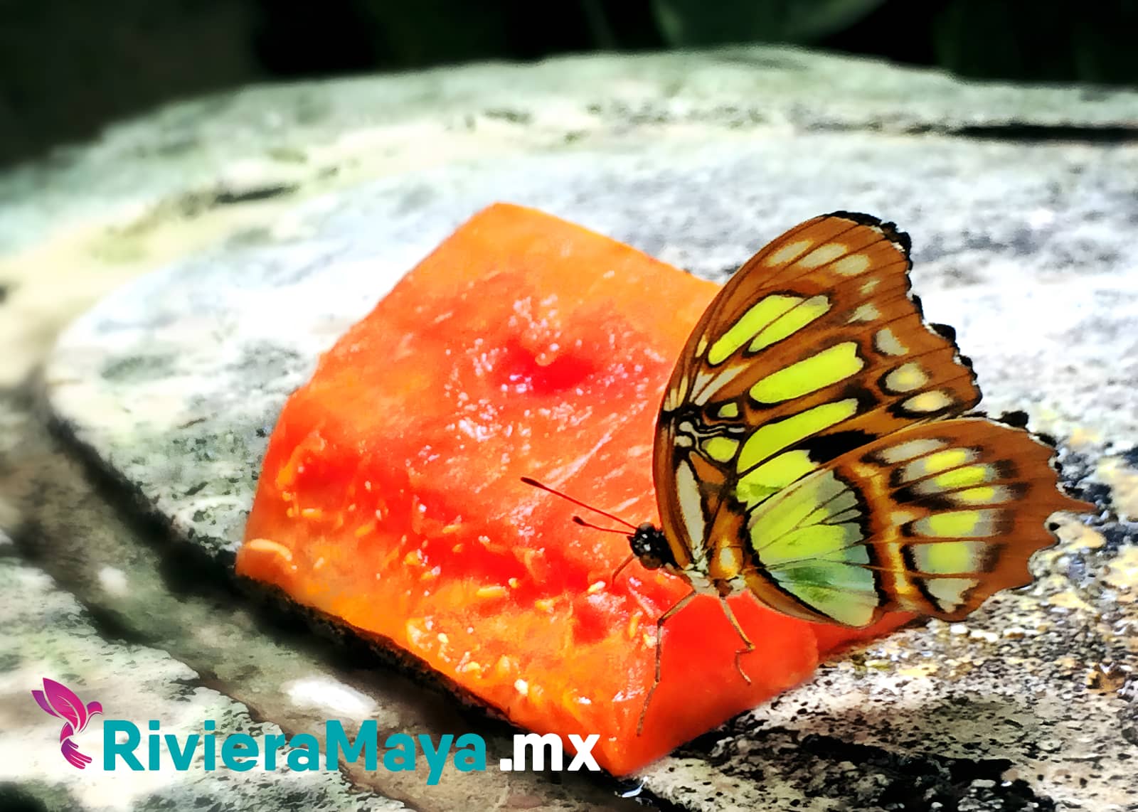 Farfallario di Xcaret. Una farfalla che mangia anguria.