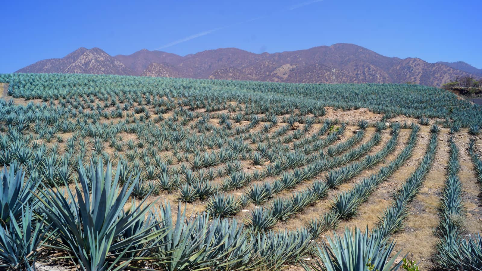 Agave tequilero
