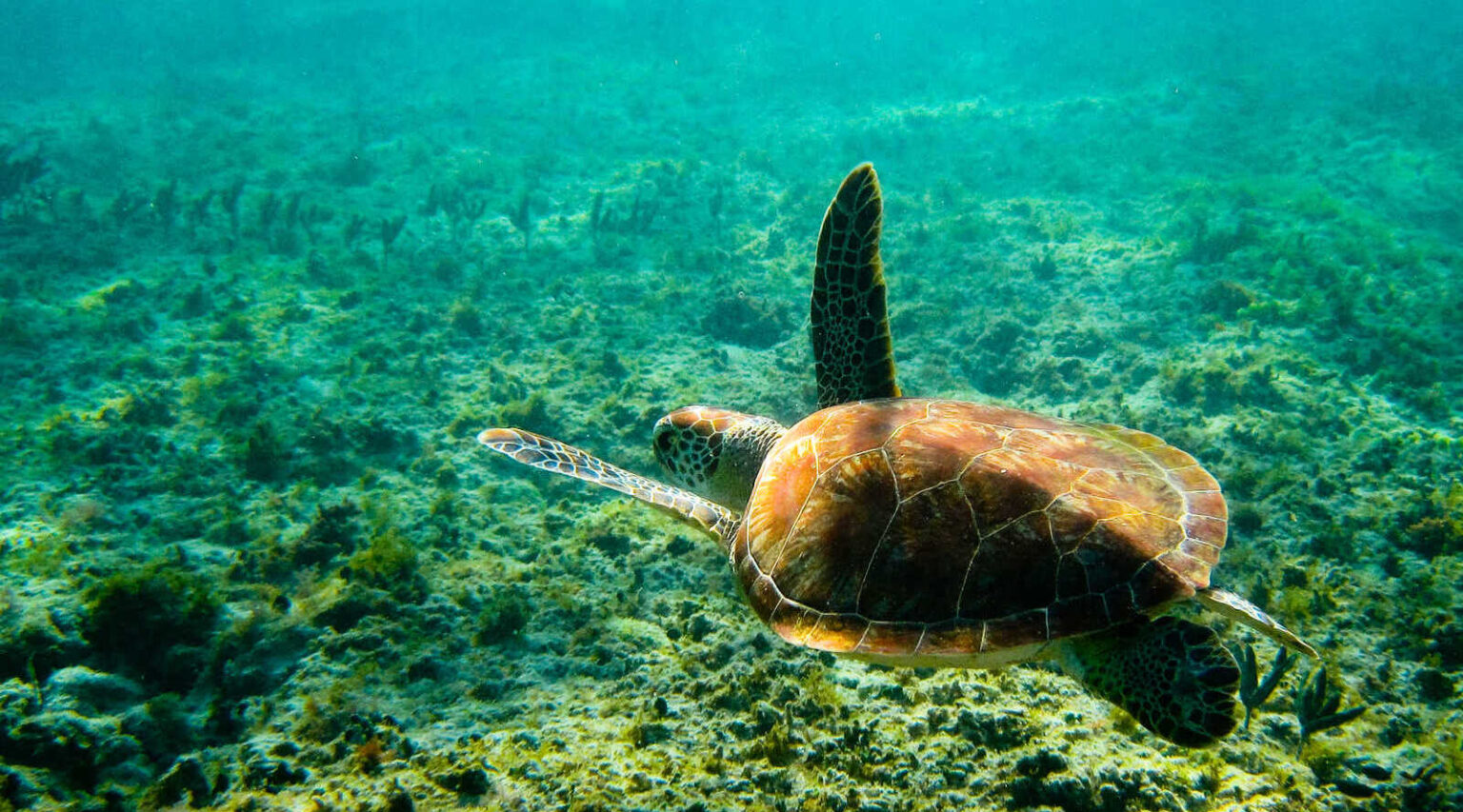 Complete travel guide to Akumal Riviera Maya